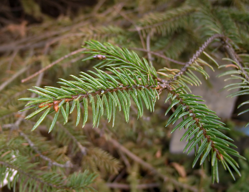 Изображение особи Picea asperata.