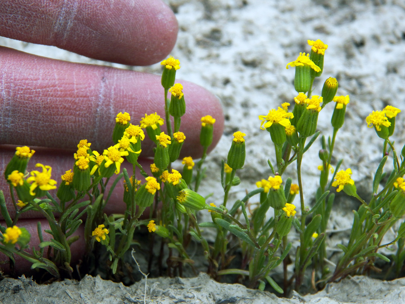 Image of genus Senecio specimen.