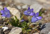 Campanula biebersteiniana