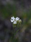 Silene linearifolia. Цветок. Чечня, Шаройский р-н, бассейн р. Цесиахк, нижняя часть долины левого притока, правый борт долины, на сланцевой скале. 10 августа 2023 г.