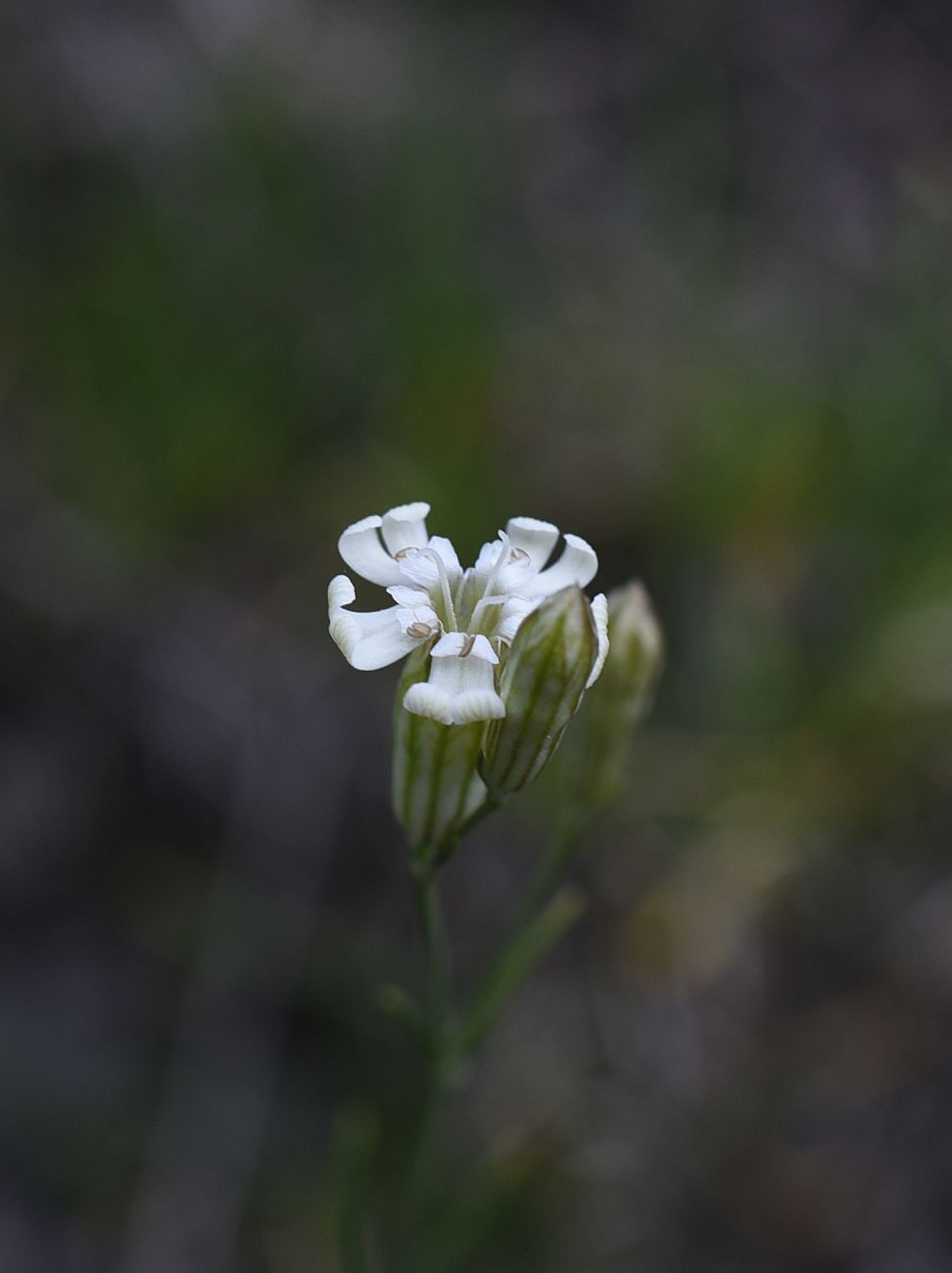 Изображение особи Silene linearifolia.