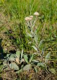 Aster amellus