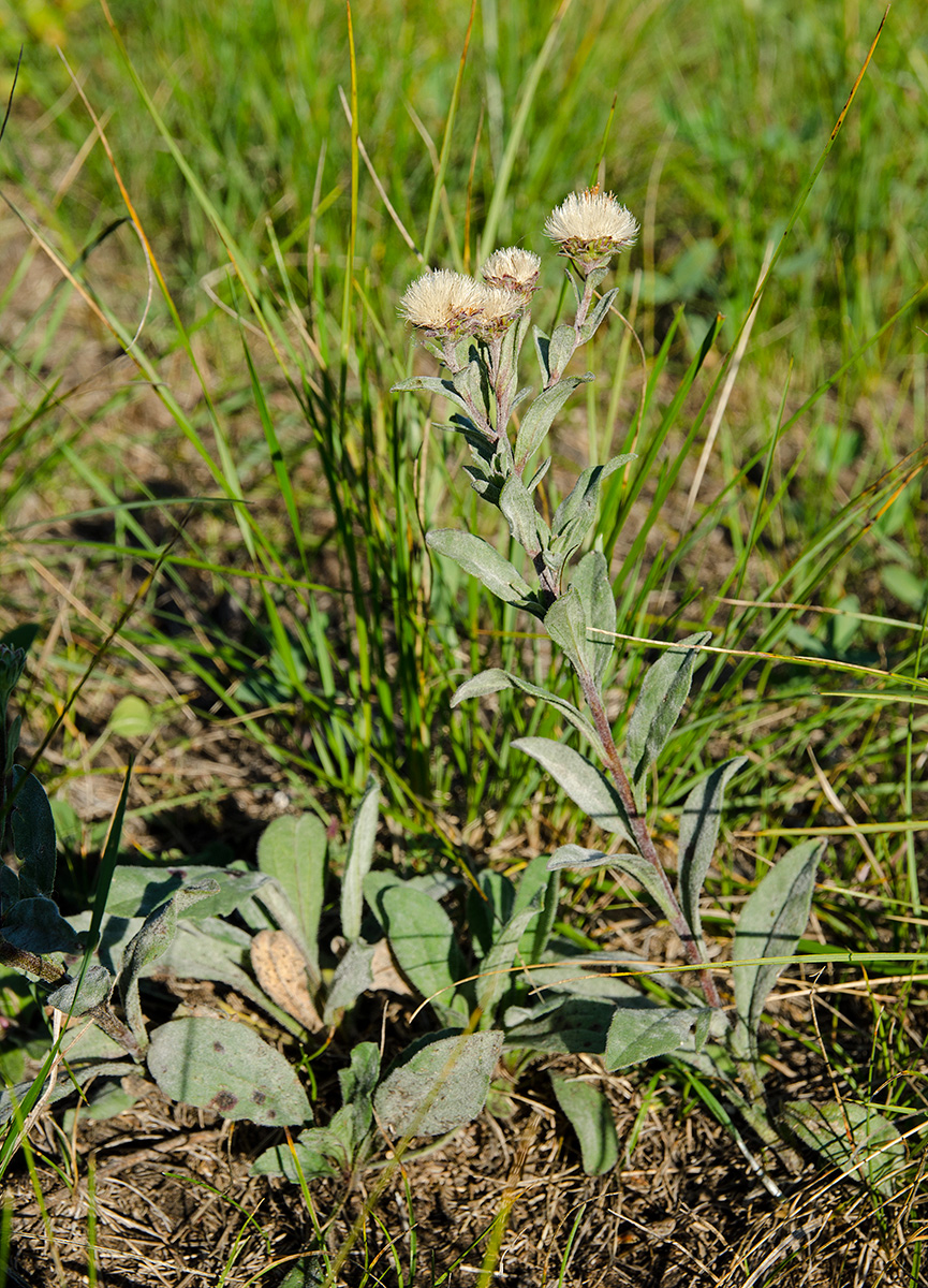 Image of Aster amellus specimen.