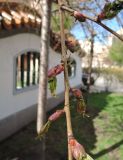 Prunus serrulata. Побег с развивающимися генеративными и вегетативными почками. Санкт-Петербург, Центральный р-н, Литейный проспект, Сад Дружбы, в культуре. 04.05.2015.