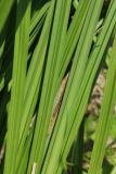 Carex acuta