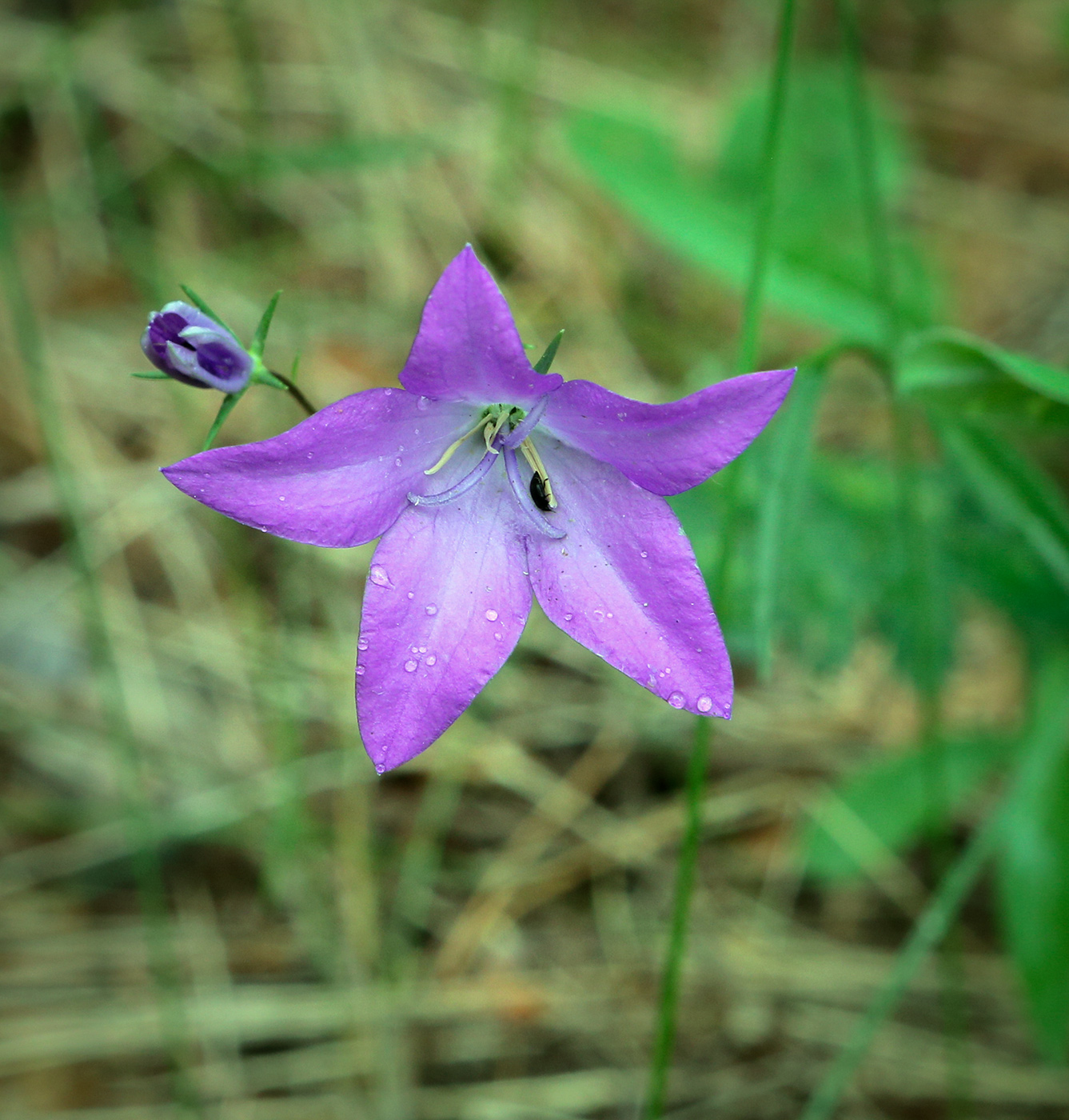 Изображение особи Campanula wolgensis.