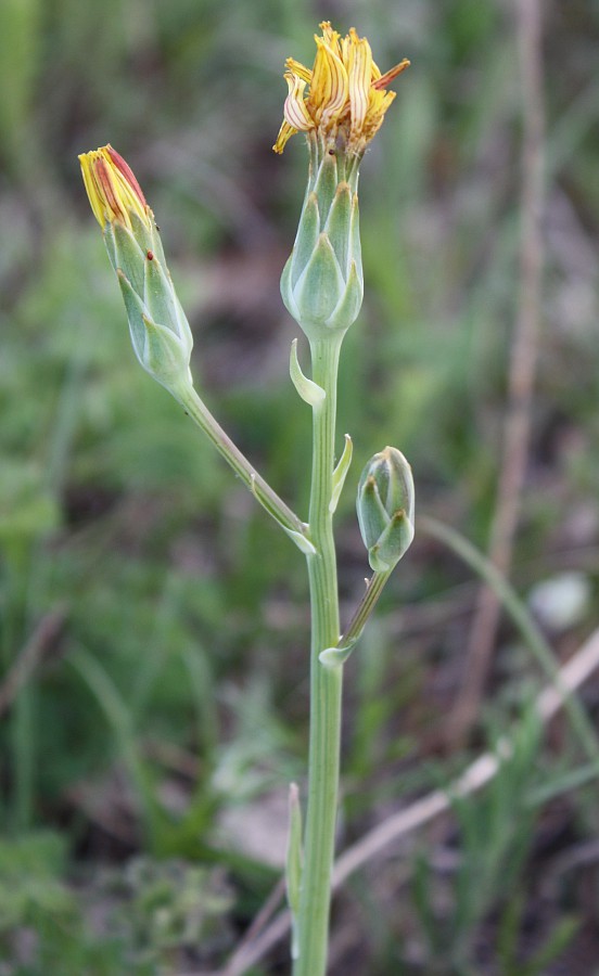 Image of Scorzonera crispa specimen.