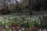 Galanthus plicatus. Цветущие растения. Крым, Севастополь, окр. Балаклавы, смешанный лиственный лес. 23.02.2024.