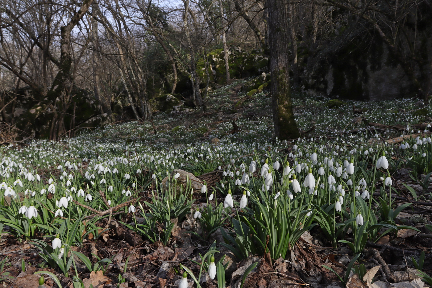 Изображение особи Galanthus plicatus.