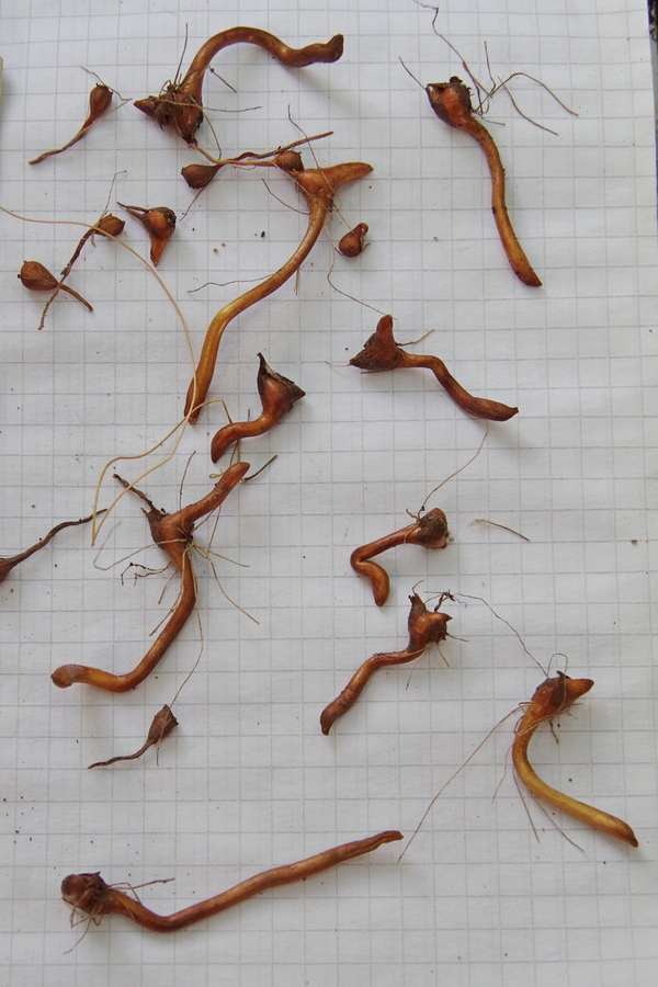 Image of Merendera sobolifera specimen.
