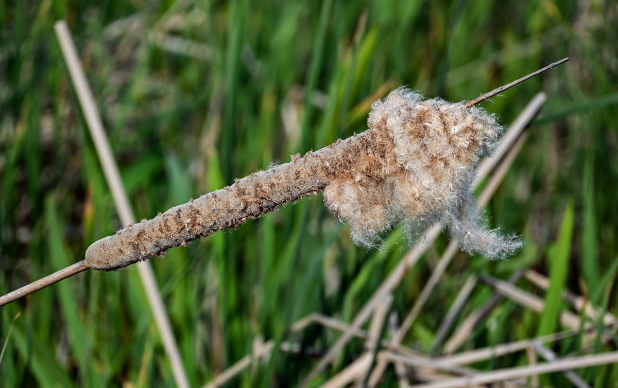 Изображение особи Typha angustifolia.