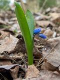 Scilla siberica. Зацветающее растение. Беларусь, Минская обл., Мядельский р-н, национальный парк \"Нарочанский\", окр. дер. Боровые, в низменном влажном месте бора возле лесной дороги. 02.04.2024.