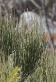 genus Ephedra