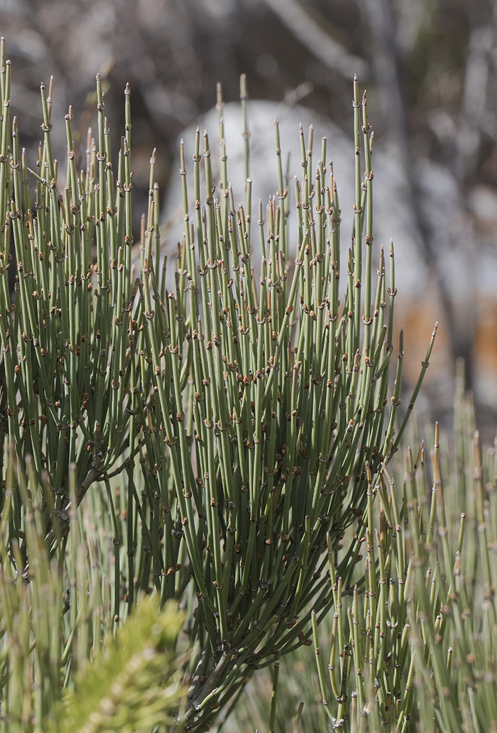 Image of genus Ephedra specimen.