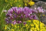 Allium angulosum