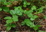 Fragaria vesca