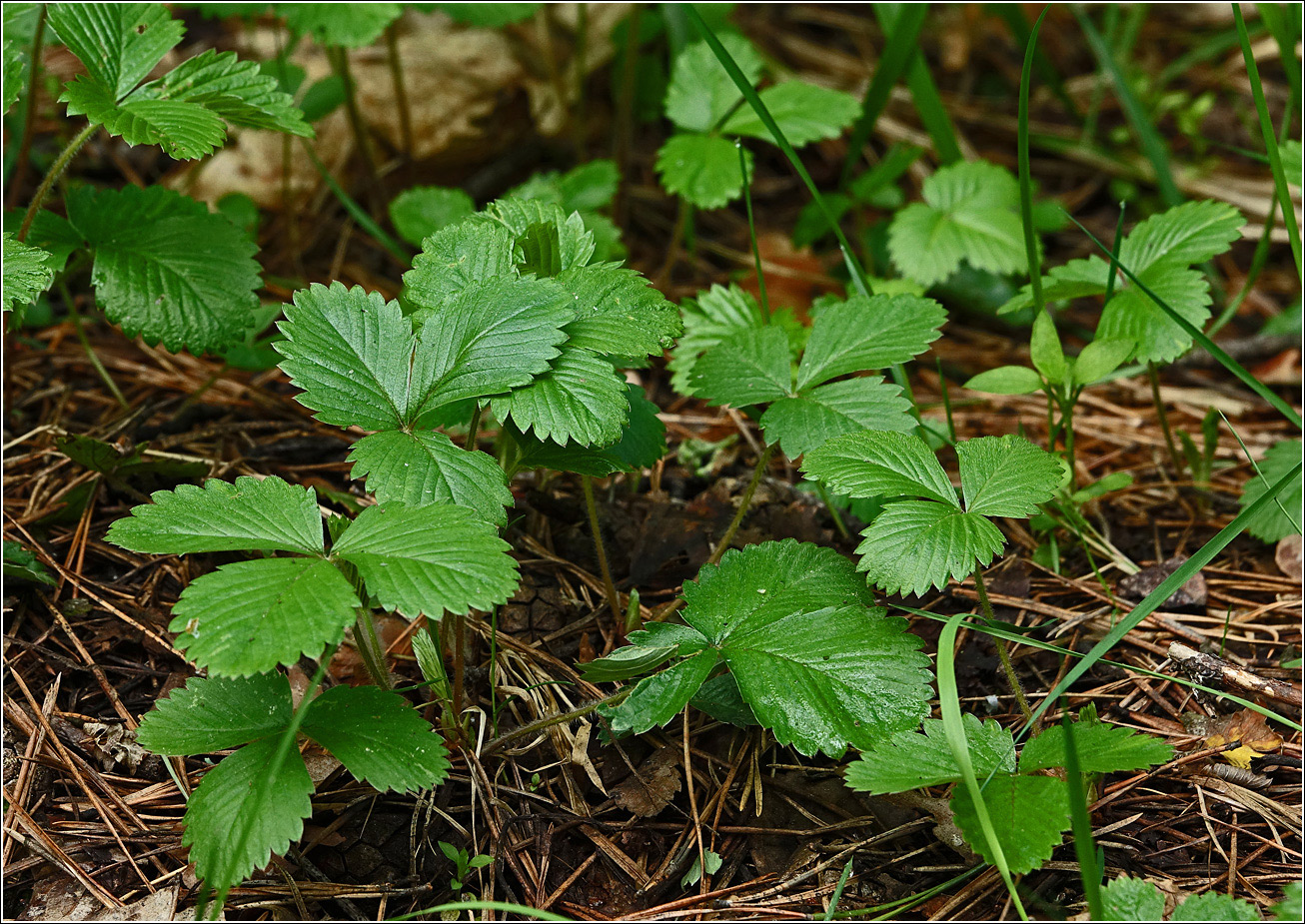 Image of Fragaria vesca specimen.