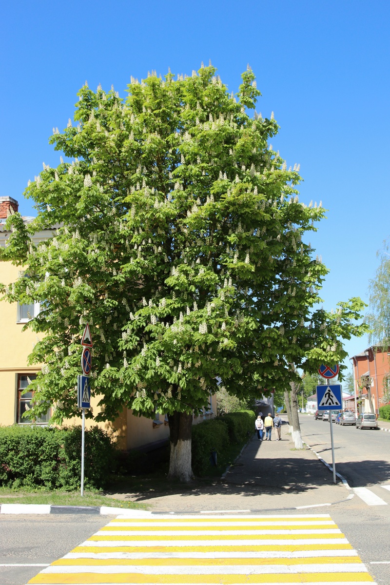 Изображение особи Aesculus hippocastanum.