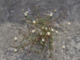 Erigeron karvinskianus. Цветущие и плодоносящие растения. Крым, г. Ялта, русло р. Учан-Су, на стене. 07.07.2024.