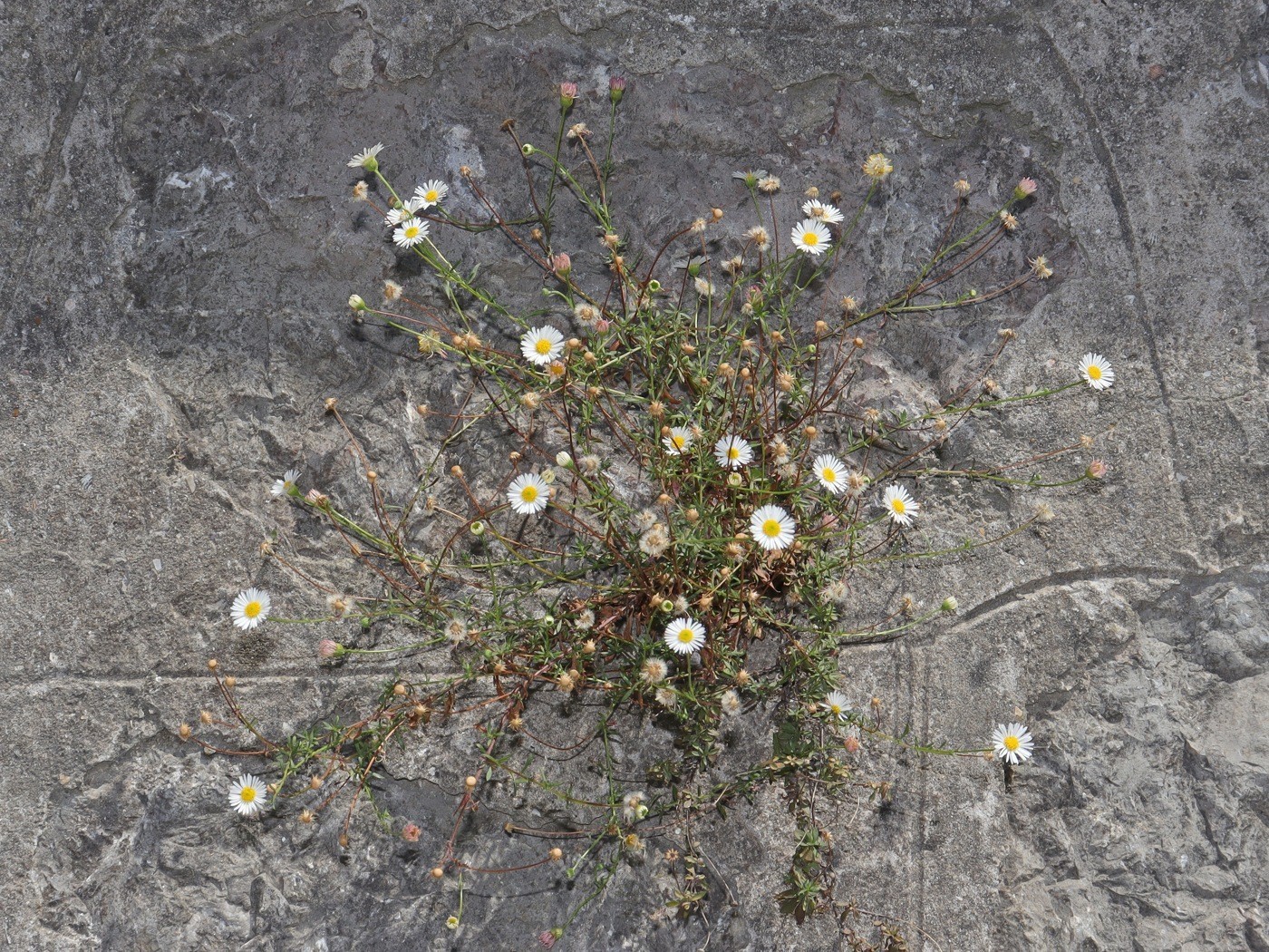 Image of Erigeron karvinskianus specimen.