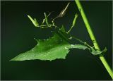 Image of taxon representative. Author is Виталий Гуменюк