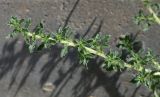 Amaranthus blitoides