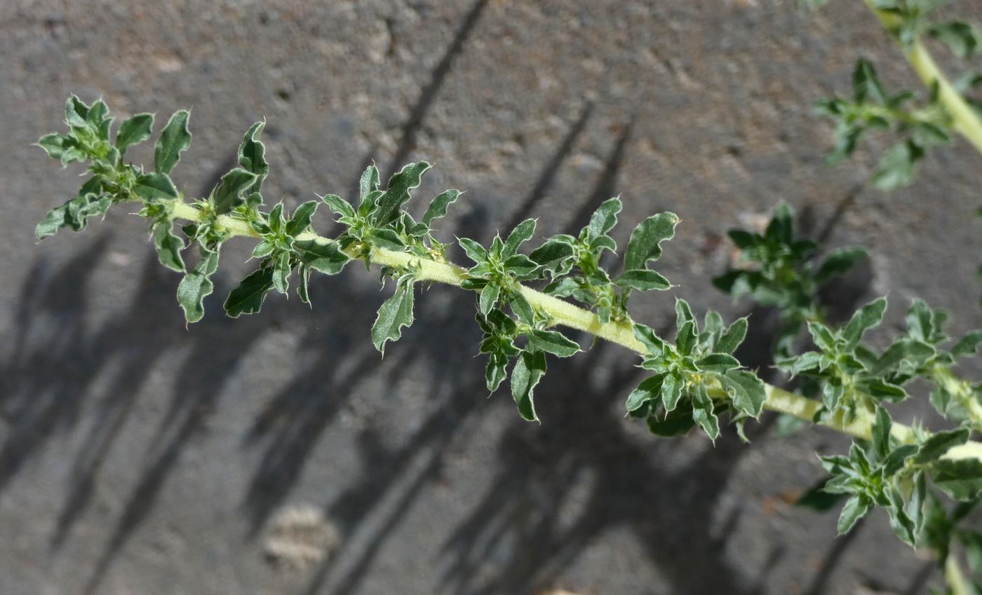 Image of Amaranthus blitoides specimen.