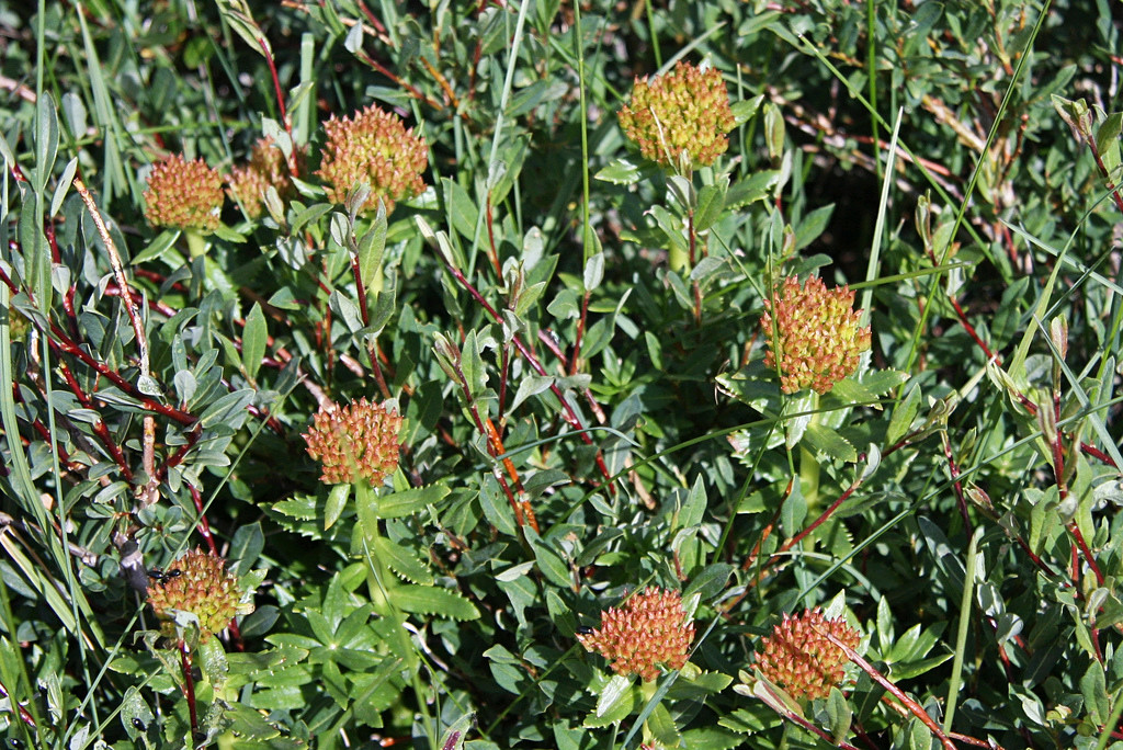 Image of Rhodiola krylovii specimen.