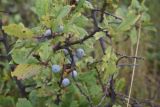 Prunus spinosa