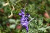 Delphinium consolida. Соцветие. Рязанская обл., Милославский р-н, окр. устья руч. Рожня, обочина грунтовой дороги. 2 августа 2024 г.