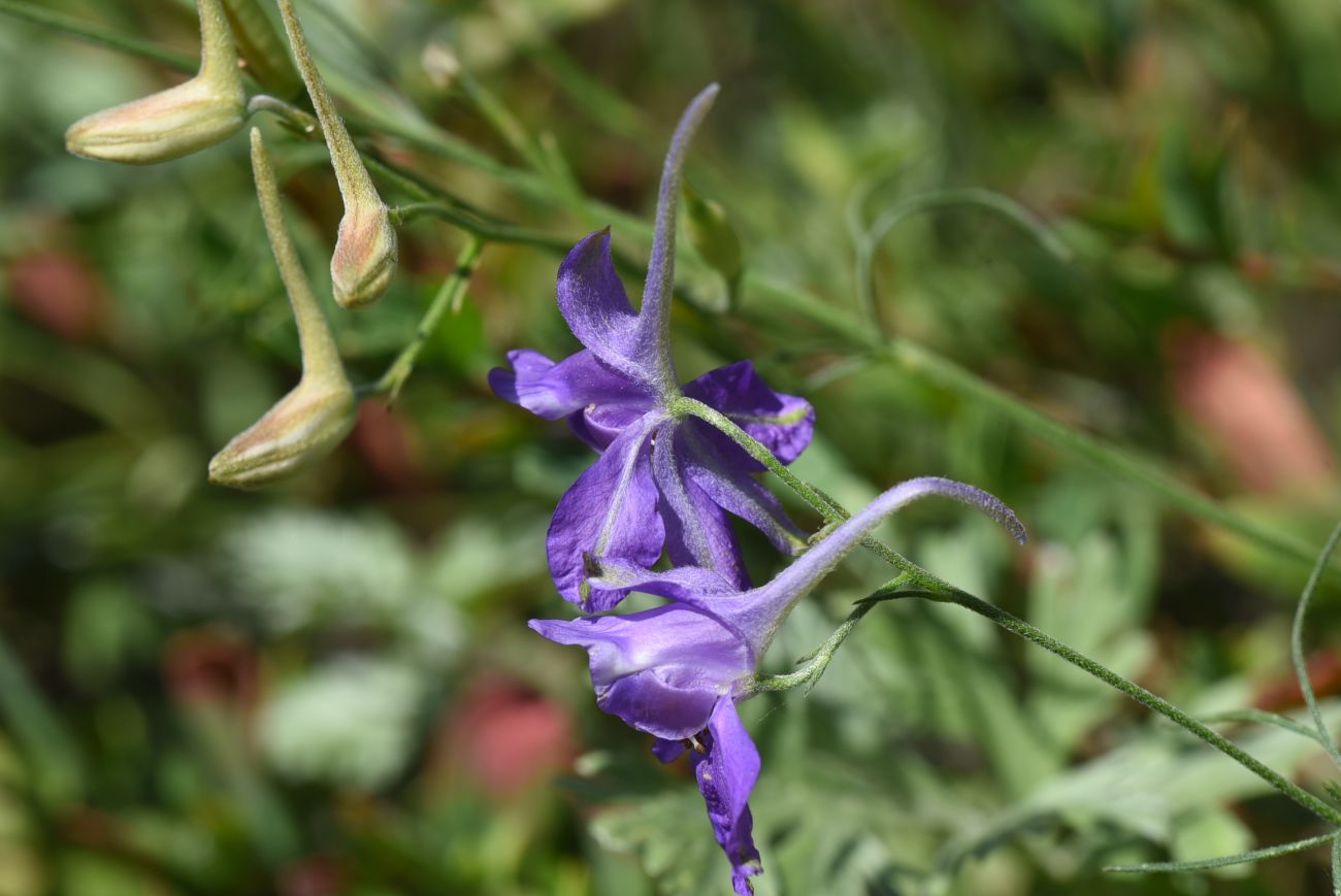 Image of Delphinium consolida specimen.