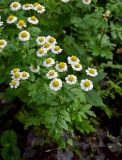 Pyrethrum parthenium