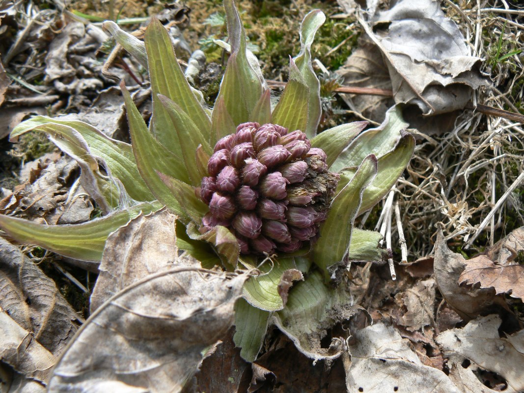 Image of genus Petasites specimen.