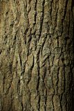 Quercus robur