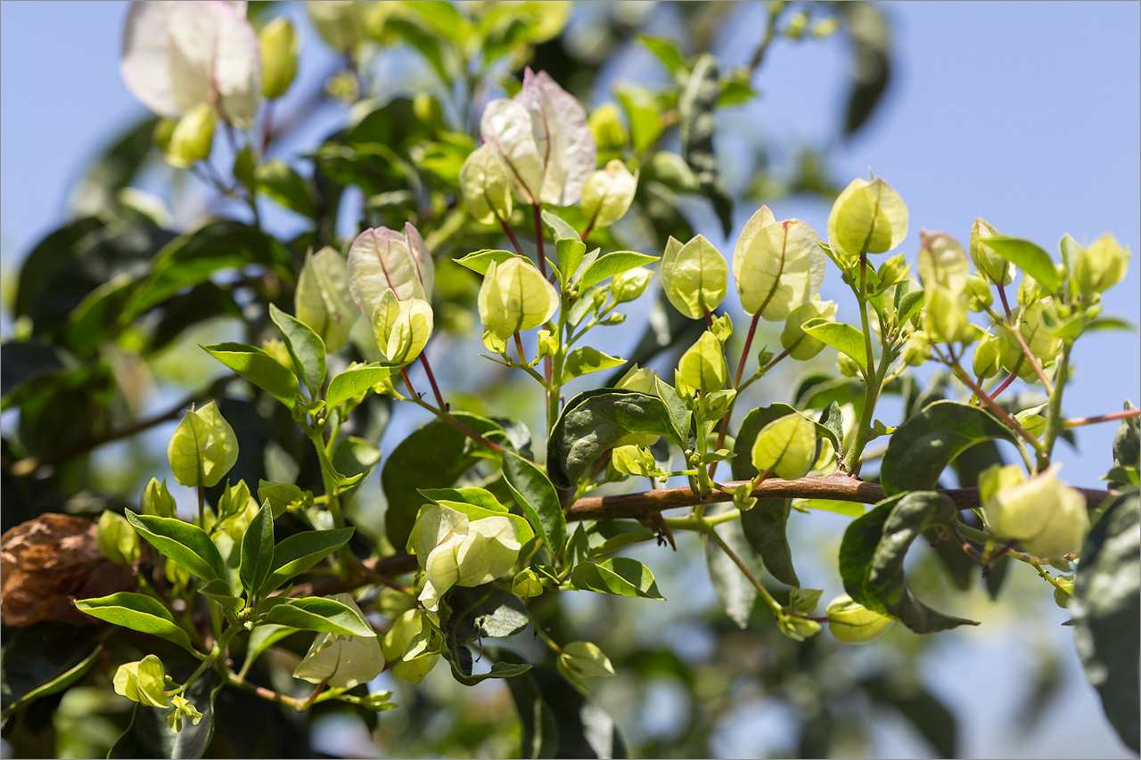 Image of genus Bougainvillea specimen.