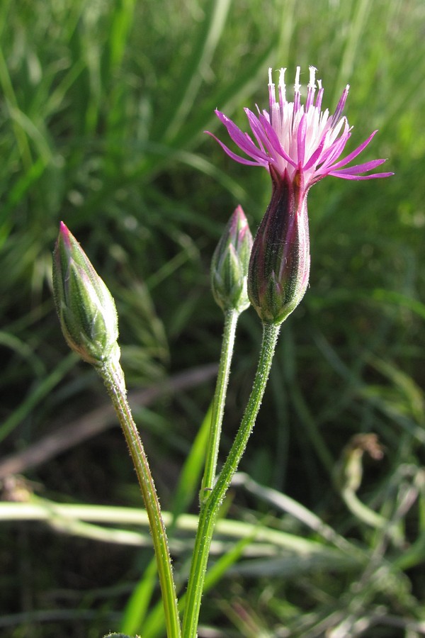 Image of Crupina vulgaris specimen.