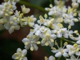 Sambucus nigra. Цветки. Крым, городской округ Алушта, окр. Ангарского перевала, у лесной дороги. 27.05.2024.