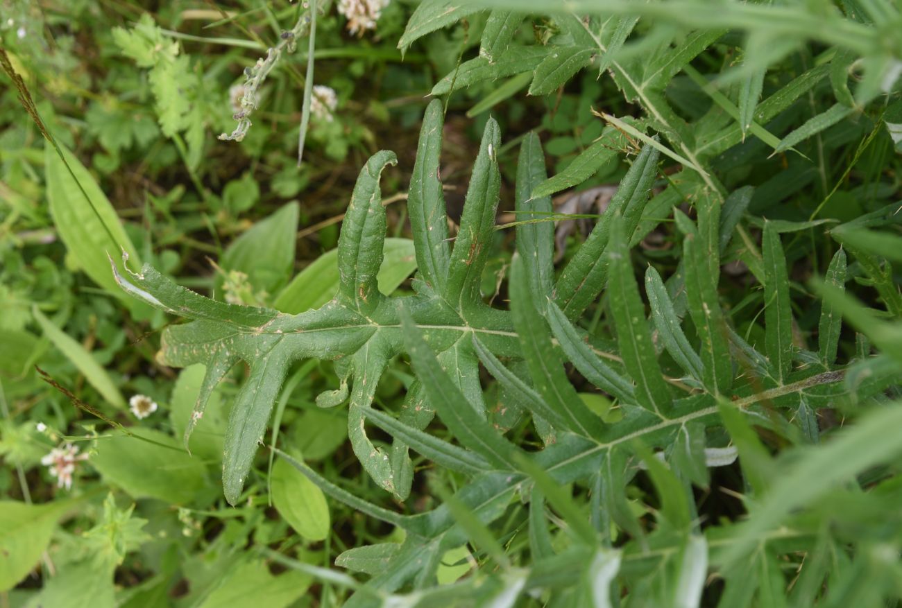 Image of genus Cirsium specimen.