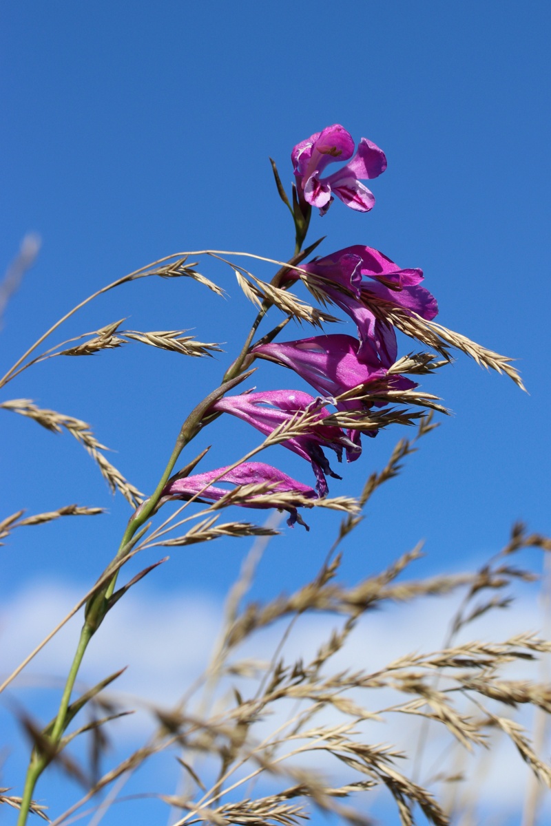 Изображение особи Gladiolus imbricatus.
