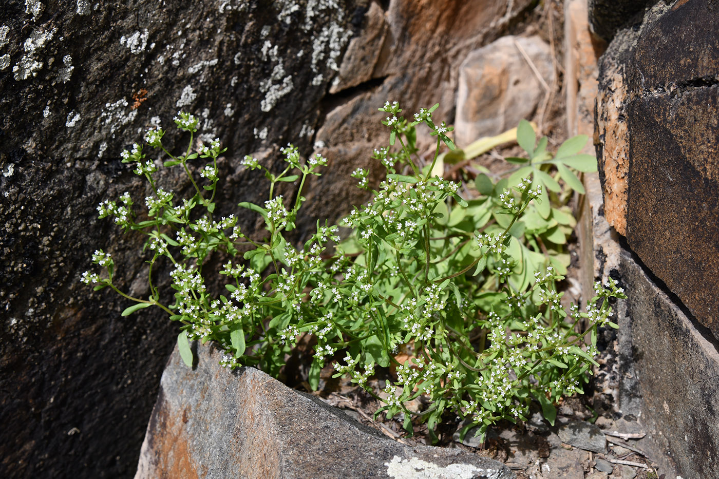 Image of genus Valerianella specimen.