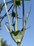 Dipsacus laciniatus