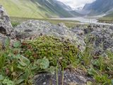 genus Saxifraga
