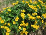 Caltha palustris