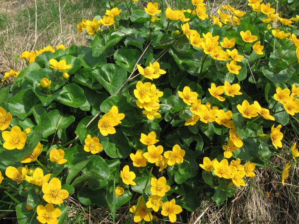 Image of Caltha palustris specimen.