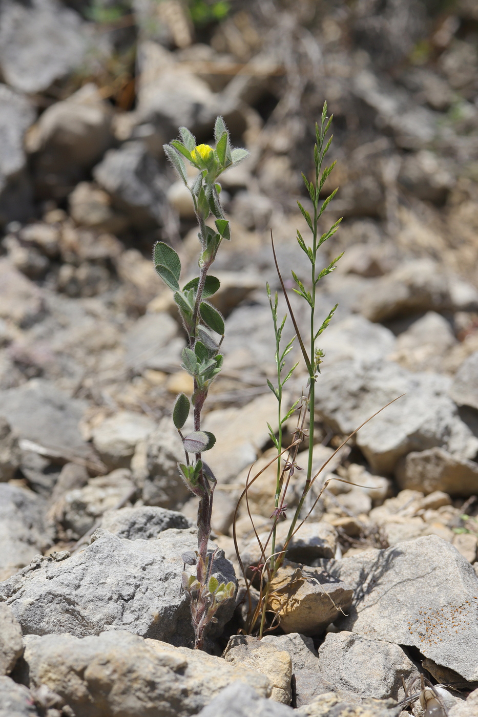 Image of Melilotoides brachycarpa specimen.
