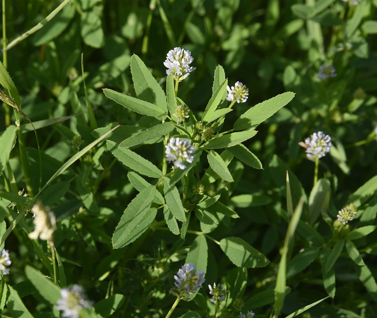 Image of Trigonella caerulea specimen.