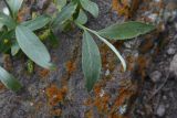 род Salix