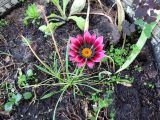 Gazania × hybrida. Цветущее и отцветающее растение. Московская обл., г. Электрогорск, в культуре. 21.06.2019.