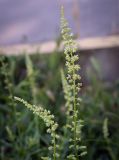 Reseda lutea. Соцветия. Ростовская обл., окр. г. Донецк, обочина дороги, разнотравный луг. 14.06.2025.