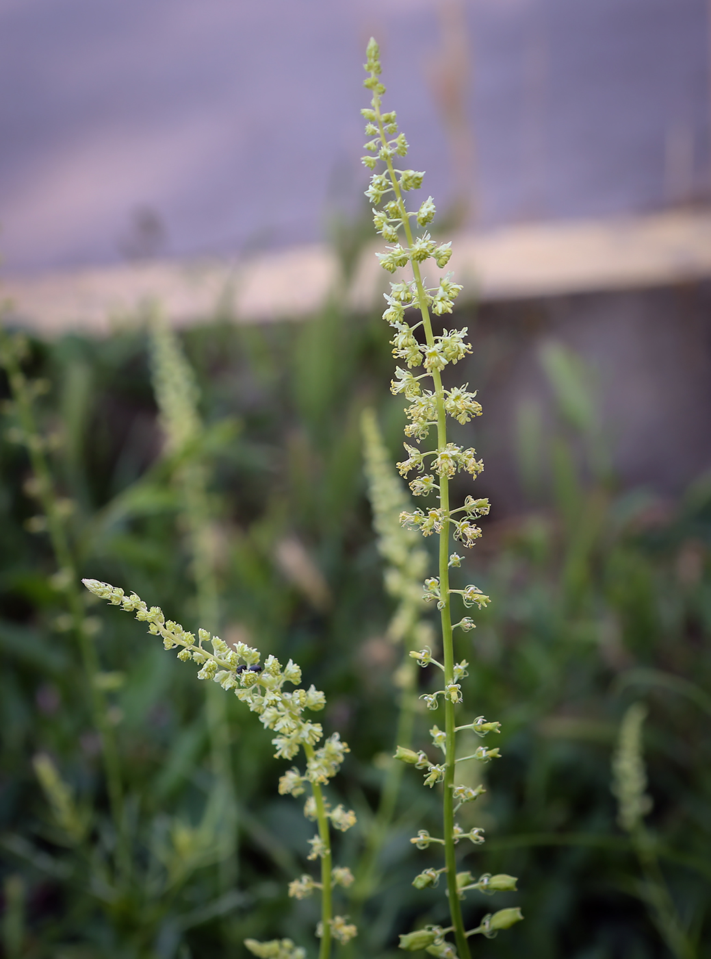 Image of Reseda lutea specimen.